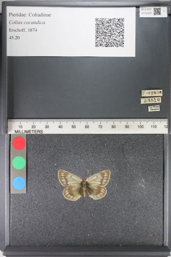 Media type: image;   Entomology 125337